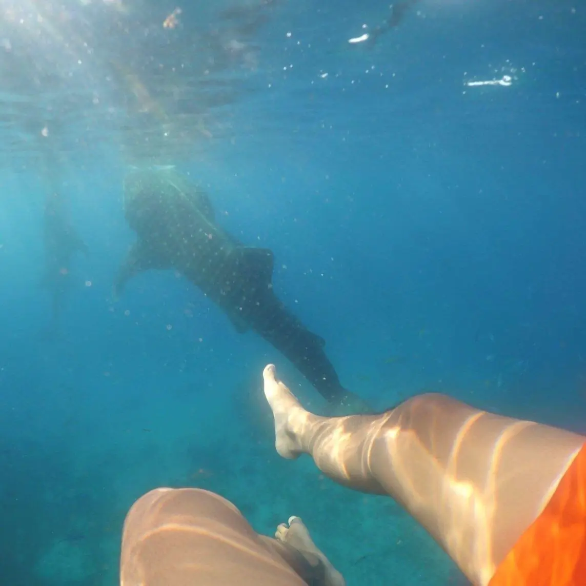 Swimming with the Gentle Giants of Oslob