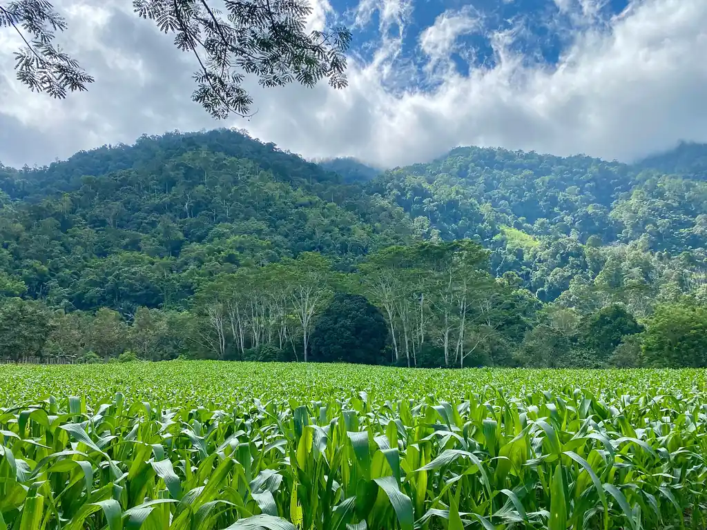 Forested mountains above a cornfield in Maragusan, Davao de Oro