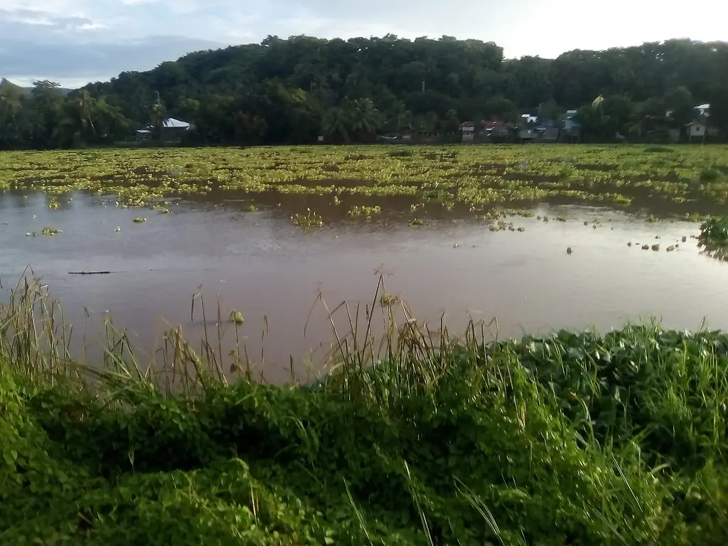 The Rio Grande de Mindanao between thickly vegetated banks