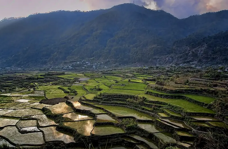 Rice terraces below the mountains of Sagada