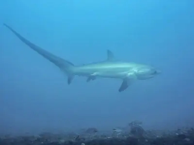A pelagic thresher shark at Monad Shoal off Malapascua, Cebu