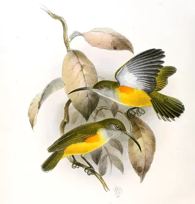 Orange-tufted spiderhunter, 19th-century illustration by J. G. Keulemans