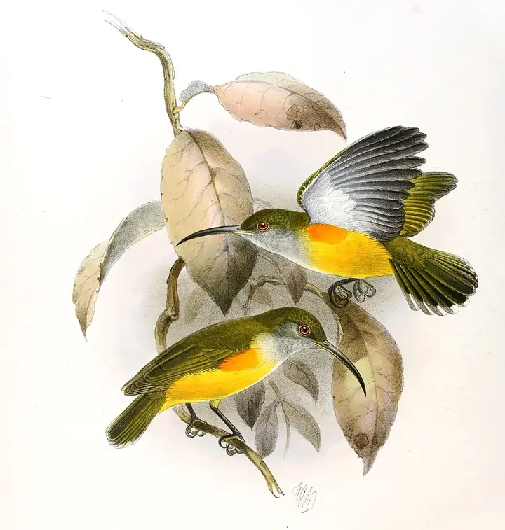 Orange-tufted spiderhunter, 19th-century illustration by J. G. Keulemans