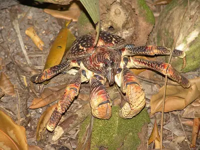 A coconut crab