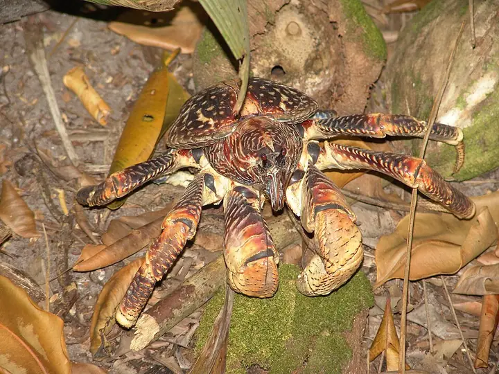 A coconut crab