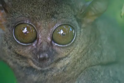 A Philippine tarsier (photographed in Bohol)