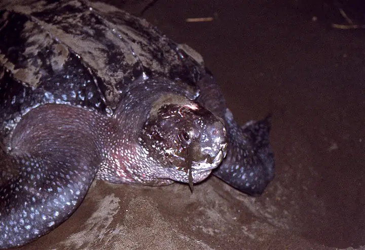 A leatherback sea turtle on a nesting beach at night (photographed in Costa Rica)