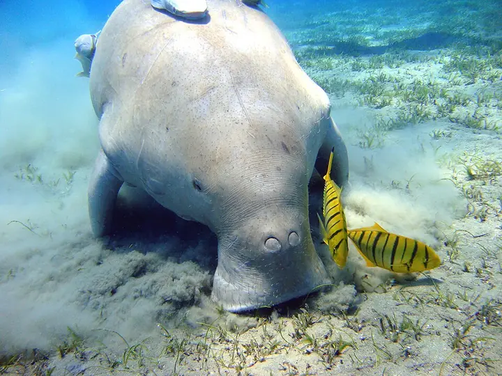 A dugong grazing on seagrass (photographed in the Red Sea, Egypt)