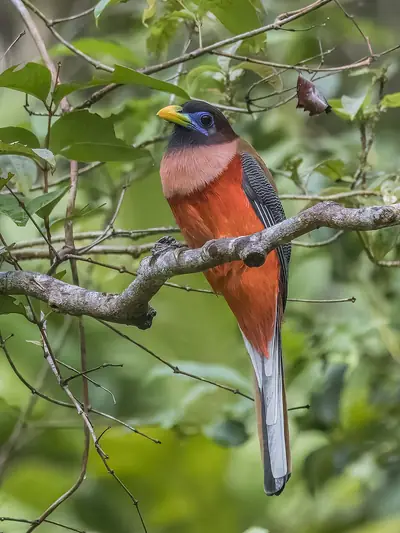 A male Philippine trogon on a branch (photographed in Bohol)