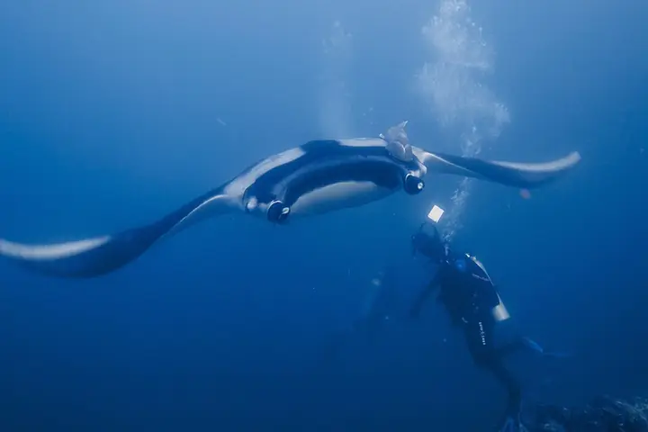 A giant oceanic manta ray with a diver (location not recorded)