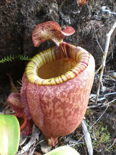A pitcher of Nepenthes peltata (photographed on Mount Hamiguitan)