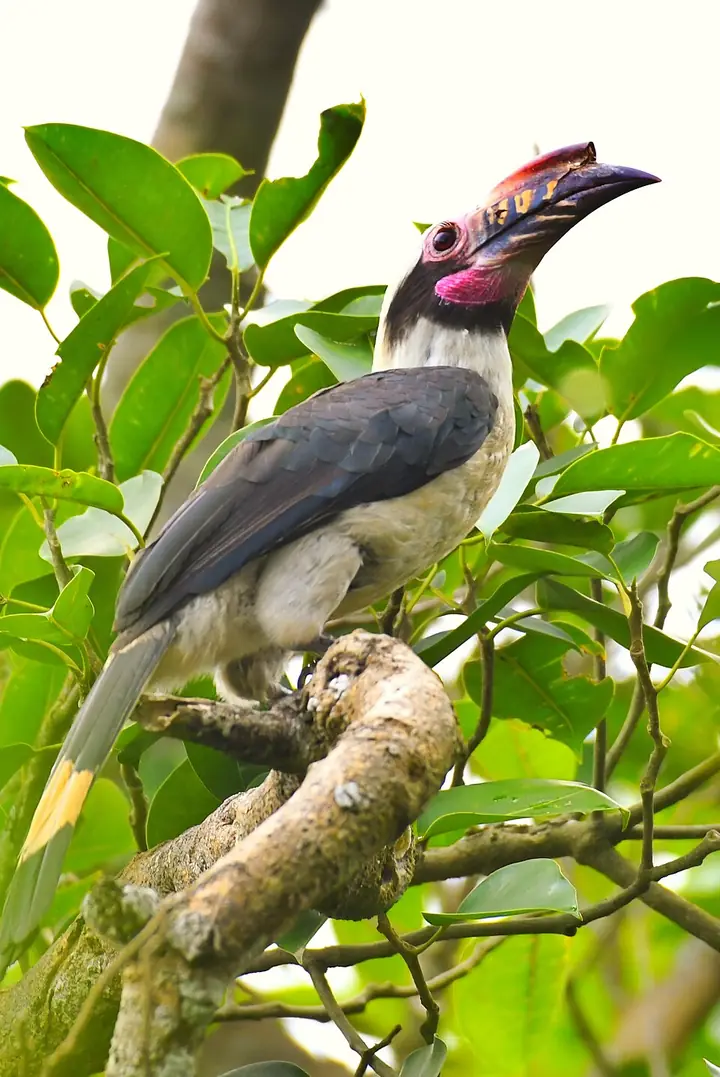 A Visayan tarictic hornbill (location not recorded)