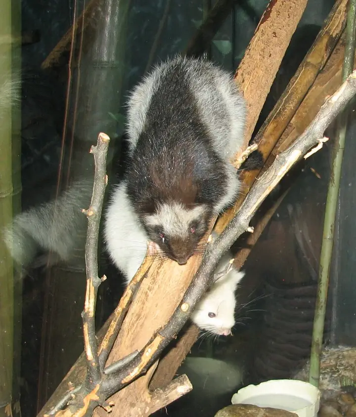 A northern Luzon giant cloud rat (photographed at Cincinnati Zoo, USA)