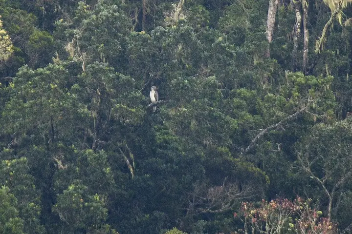 A Philippine eagle in the wild (photographed in Mindanao)