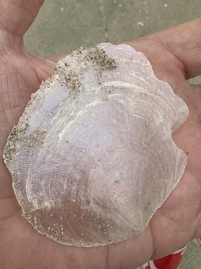 A translucent windowpane oyster (capiz) shell held in a hand (photographed outside the Philippines)