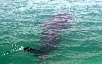 A whale shark (butanding) at Donsol, Sorsogon