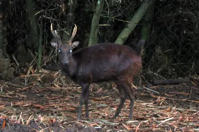 A male Philippine deer (photographed near Davao)