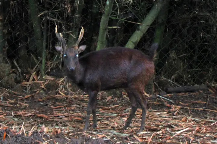 A male Philippine deer (photographed near Davao)