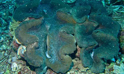 A giant clam with its colourful mantle open